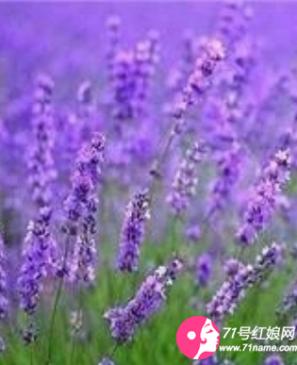 薰衣草